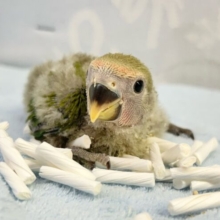 可愛いぞ💚コザクラインコ (ノーマル) 2023年12月生まれ