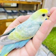 最新画像になりますよ💫今日は🏝️絶対に🫶トロピカルに伝えるの🏝️🏝️🥭　セキセイインコ　パステルカラーレインボー