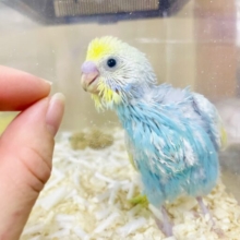 今日も好奇心🦜💨💨💨素敵にアップデイト　セキセイインコ　パステルレインボー