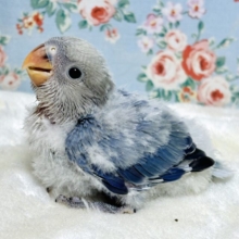 コザクラインコ バイオレット  🍇✨️。.*･ﾟ