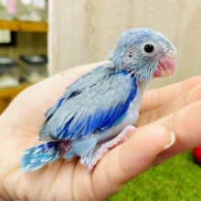 🩵ココロ天気予報🩵大好きのち大好き〜　マメルリハ　ブルー　男の子