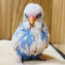 マルっと可愛らしい印象の子♡セキセイインコ(パイド) ヒナ