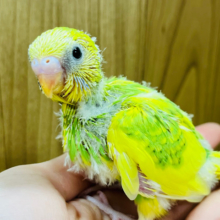 アクティブ代表🙋‍♀️セキセイインコ(パイド) ヒナ