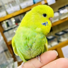 ハッシュタグ#浮かれ浮かれ大大大吉〜〜〜〜☘️ ジャンボセキセイインコ　スパングル