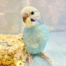 青空カラー️🩵セキセイインコ(ブルーオパーリン)2023年12月生まれ
