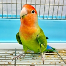 いい色💕 コザクラインコ (ノーマル) 2023年3月生まれ
