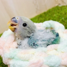 ☁️🫧一進一退なんともかんとも楽しい🫧☁️ コザクラインコ　ブルー系