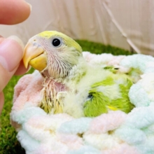 🎀🌿日進月歩でうんぬんかんぬんしましょ🌿🎀　コザクラインコ　オパーリンタイガー