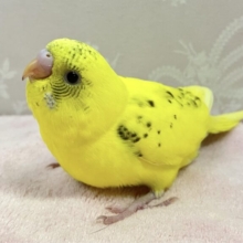 きゅるんな瞳をみて💕セキセイインコ(ハルクイン)2024年1月生まれ