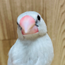【最新画像・動画更新🪄】ご飯の時間は別人だ！シルバー文鳥 ヒナ