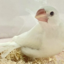 ✨️最新画像✨️ふわふわマシュマロなの‪‎🤍*。 白文鳥 2023年12月生まれ