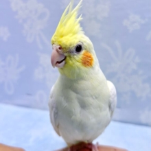 立派なトサカ💛オカメインコ(ルチノー) 2023年10月生まれ