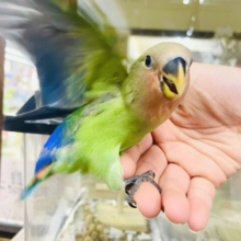 激かわ💗最新画像・動画になりますよ🌟せーのっ！でできた💛まんまるスマイル☺️💛　コザクラインコ　ノーマル