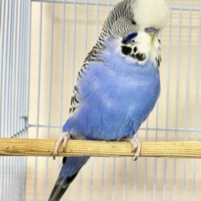モフッ💭ジャンボセキセイインコ(ブルーオパーリン) 2023年6月生まれ