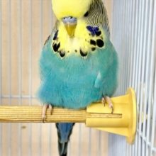 ふわふわ💛🩵 ジャンボセキセイインコ (オパーリンブルー イエローフェイス)2023年6月生まれ