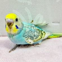 淡いカラー🦋セキセイインコ(レインボースパングル) 2024年1月生まれ