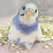 テチテチ隊隊長は今日もゆく💕🐾 セキセイインコ (パイド)2024年1月生まれ
