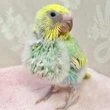 気分はモデル❣️はい、ポーズ😚💫セキセイインコ パステルレインボー スパングル(2024年1月生まれ)
