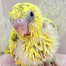 ニッコリ笑顔でみんなトリコじゃ〜！！😍セキセイインコ イエローハルクイン (2024年1月生まれ)