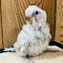 わた毛たっぷり博士ちゃん👴🏻☁️ジャンボセキセイインコ ヒナ