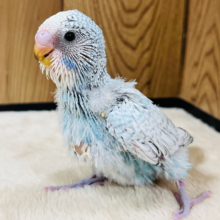アピール力なら負けないぞ！！ジャンボセキセイインコ(スパングル) ヒナ