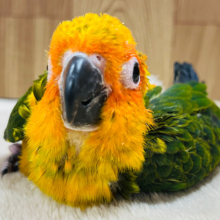可愛くって可愛くってメロメロです♡コガネメキシコインコ ヒナ