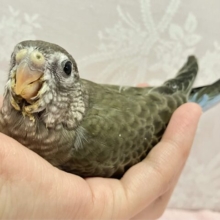 ✨️最新画像✨パヤパヤおっとりちゃんはモッフモフ💖アキクサインコ(2024年1月生まれ)