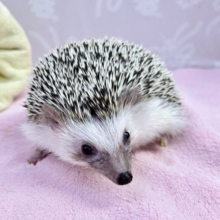 トゲトゲキュート🦔⸒⸒ハリネズミ(ノーマル) 女の子2023年10月生まれ