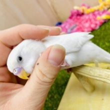 さし餌1回〜2回🍚最新画像になりますよ💫💗くるくる変わるハート事情💗💫教えてよっ🍀🕊️ セキセイインコ　ダブルファクター