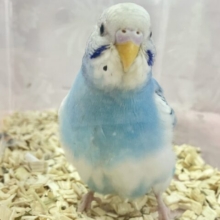 ✨️最新画像✨️空色カラー️🩵💭セキセイインコ (パイド) 2023年12月生まれ