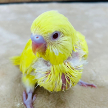 ピッカピカイエローが眩しいっ✨セキセイインコ(ルチノー) ヒナ