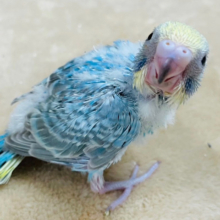 わくわくが止まらないっ♪セキセイインコ(レインボー) ヒナ