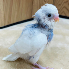 もっともっと大きくなるぞ！‪☆セキセイインコ(パイド) ヒナ