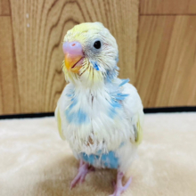 クリームソーダ？レモネード？🧃🍋セキセイインコ(パステルレインボーパイド) ヒナ
