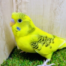 最新画像になりますよ💫ひよこ組のトゥウィンクル🌟イエローいんこちゃん💛💚　セキセイインコ　パイド