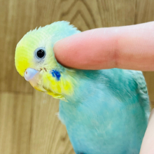 【最新画像更新🪄ひとり餌になりました！】トコトコ冒険開始〜‪☆セキセイインコヒナ(パステルカラーレインボー)