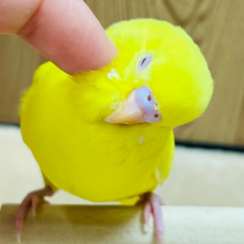 【最新画像更新🪄もうすぐひとり餌‪☆】見ているだけで明るくなれる💛セキセイインコヒナ(ルチノー)