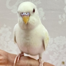 ✨️最新画像✨️パワーチャージ完了！🤩💨💨セキセイインコ(アルビノ)2024年1月生まれ