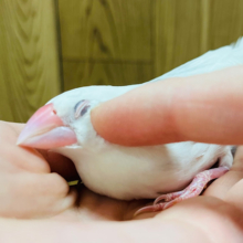 手のひらでとろけちゃう🫧白文鳥