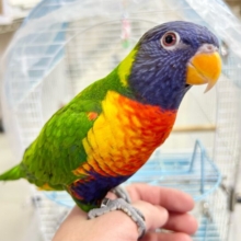 最新画像！カラフル💙❤️ゴシキセイイガイインコ2021年12月生まれ