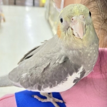 ✨️最新画像✨️ぺったりイエロー帽子がお似合いよ💖👶🏻‪‪ オカメインコ ノーマル (2024年 1月生まれ)