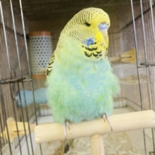 最新画像🌟素敵にむちむち❤︎ ˊᵕˋ ⁾⁾とっても懐こいよ♩❤︎手乗りジャンボセキセイインコさん🕊✨