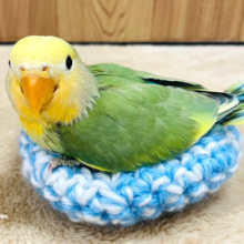 【最新画像更新🪄】果汁たっぷり🫧フレッシュフルーツ🍊🍏✨コザクラインコ(オレンジフェイスブルーチェリーパイド) ヒナ