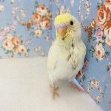 クリーム色の大天使🐥❤︎手乗りセキセイインコ(YFダブルファクタースパングル)🕊️✨