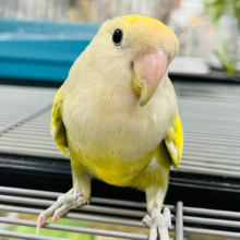 【最新画像更新🪄】どんなカラーになるのかなっ？◎コザクラインコ(バイオレットパイド) ヒナ