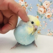 最新画像🌟かわインコちゃん🩵 ⁾⁾自慢の羽色🤍🩵手乗りセキセイインコ(スカイブルー)🕊️✨