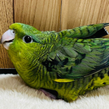 【最新画像更新🪄】ピーポポポ♪コロンっとフォルム♡サザナミインコ(ノーマル) ヒナ