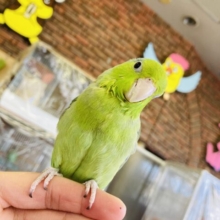 ヒナご飯卒業🌟懐こく元気い~っぱいマメちゃん❤︎手乗りマメルリハ(ノーマルグリーン)🌵❤︎