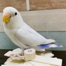 手の上が好きなんです‼️よく馴れてくれそうなコザクラインコ（パリッドバイオレット）