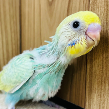 キラキラ光るエメラルドグリーンが美しい✨セキセイインコ(パステルカラーレインボー) ヒナ